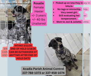 Mutt Dogs for adoption in New Orleans, LA, USA