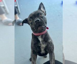 American Pugabull Dogs for adoption in San Bernardino, CA, USA