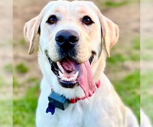 Labrador Retriever-Unknown Mix Dogs for adoption in Canton, CT, USA