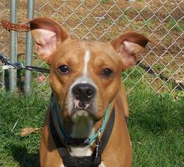 Bullboxer Pit Dogs for adoption in Fairmont, WV, USA