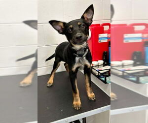 Mutt Dogs for adoption in Minneapolis, MN, USA
