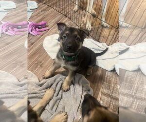 German Shepherd Dog Dogs for adoption in Seattle, WA, USA