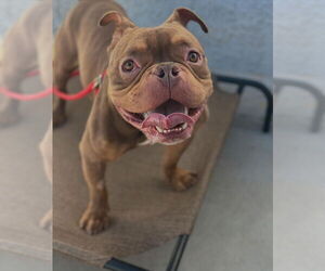 Bulldog-Unknown Mix Dogs for adoption in Las Vegas, NV, USA