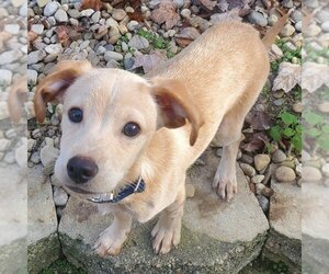Mutt Dogs for adoption in Batavia, OH, USA