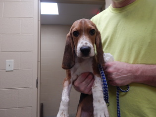 Bagle Hound Dogs for adoption in Pikeville, KY, USA