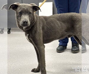 Labrador Retriever-Unknown Mix Dogs for adoption in Washington, DC, USA
