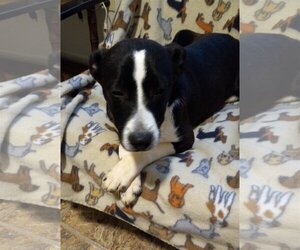 Mutt Dogs for adoption in Eastman, GA, USA
