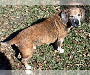 Basset Hound-Labrador Retriever Mix Dogs for adoption in Deepwater, NJ, USA