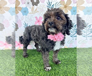 Poodle (Miniature)-Unknown Mix Dogs for adoption in Corona, CA, USA