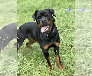 Rottweiler Dogs for adoption in Virginia Beach, VA, USA