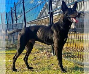 German Shepherd Dog-Unknown Mix Dogs for adoption in San Antonio, TX, USA