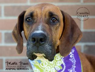 Redbone Coonhound Dogs for adoption in Grand Prairie, TX, USA