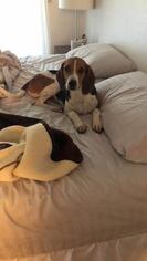 Treeing Walker Coonhound Dogs for adoption in Albuquerque, NM, USA