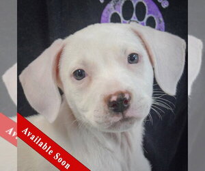 Colonial Cocker Spaniel-English Setter Mix Dogs for adoption in Huntley, IL, USA