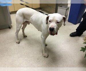 Dogo Argentino Dogs for adoption in Riverside, CA, USA
