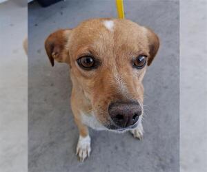 Chihuahua Dogs for adoption in Bakersfield, CA, USA