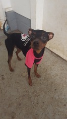 Miniature Pinscher Dogs for adoption in NYC, NY, USA