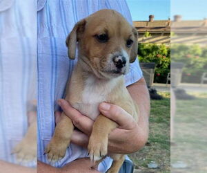 Mutt Dogs for adoption in Chula Vista, CA, USA