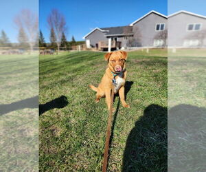 Labrador Retriever-Unknown Mix Dogs for adoption in Plymouth, MN, USA