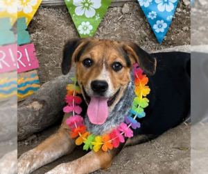 Australian Shepherd Dogs for adoption in Yardley, PA, USA