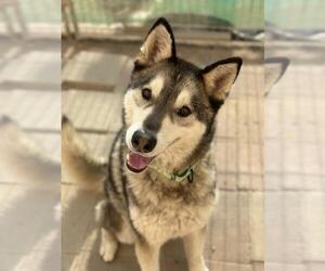 Siberian Husky Dogs for adoption in Santa Maria, CA, USA