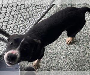 Feist Terrier-Unknown Mix Dogs for adoption in Salisbury, NC, USA