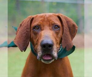 Redbone Coonhound Dogs for adoption in Riverwoods, IL, USA