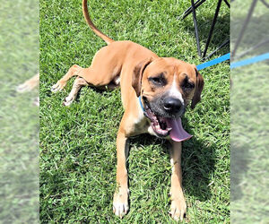 Boxer-Unknown Mix Dogs for adoption in Rutherfordton, NC, USA