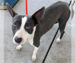 Mutt Dogs for adoption in Bakersfield, CA, USA