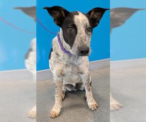 Mutt Dogs for adoption in San Martin, CA, USA