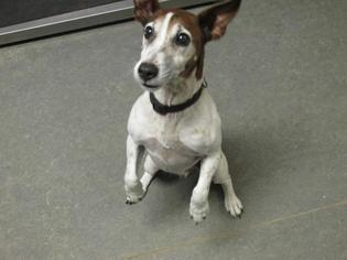 Jack Russell Terrier Dogs for adoption in Richmond, IN, USA
