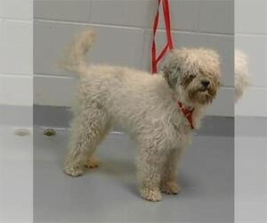 Poodle (Miniature)-Unknown Mix Dogs for adoption in St. Cloud, FL, USA