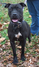 American Pit Bull Terrier Dogs for adoption in Dickson, TN, USA