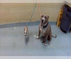 Chihuahua Dogs for adoption in Tulsa, OK, USA