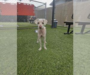 Poodle (Miniature) Dogs for adoption in Downey, CA, USA