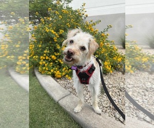 Shih-Poo Dogs for adoption in Phoenix, AZ, USA