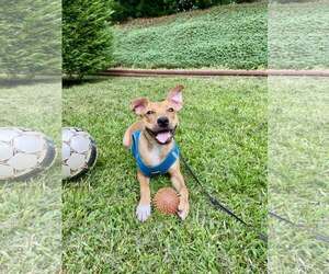 Mutt Dogs for adoption in Spring Lake, NC, USA