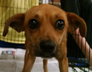 Medium Photo #2 Chihuahua-Unknown Mix Puppy For Sale in Pembroke, GA, USA