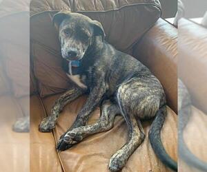 Mastador Dogs for adoption in Minneapolis, MN, USA