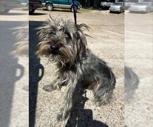 - Mix Dogs for adoption in Houston, TX, USA