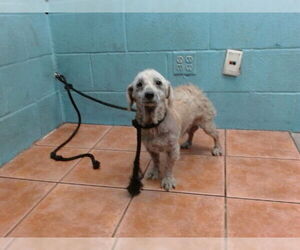 Mutt Dogs for adoption in Downey, CA, USA