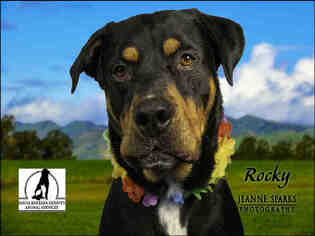 Rottweiler Dogs for adoption in Santa Barbara, CA, USA
