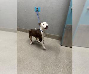 American Pit Bull Terrier-Unknown Mix Dogs for adoption in Las Vegas, NV, USA