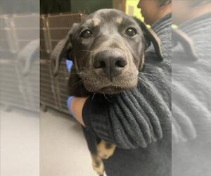 German Shepherd Dog-Unknown Mix Dogs for adoption in Rancho Cucamonga, CA, USA