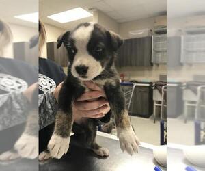 American Pit Bull Terrier-Unknown Mix Dogs for adoption in Conroe, TX, USA