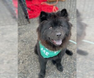 Chow Chow Dogs for adoption in Ventura, CA, USA
