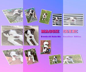 Mutt Dogs for adoption in Social Circle, GA, USA