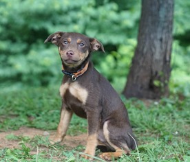 Meagle Dogs for adoption in Rocky Mount, VA, USA