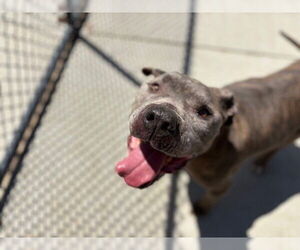 American Pit Bull Terrier-Unknown Mix Dogs for adoption in Tulsa, OK, USA