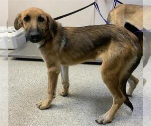 German Shepherd Dog-Unknown Mix Dogs for adoption in Visalia, CA, USA